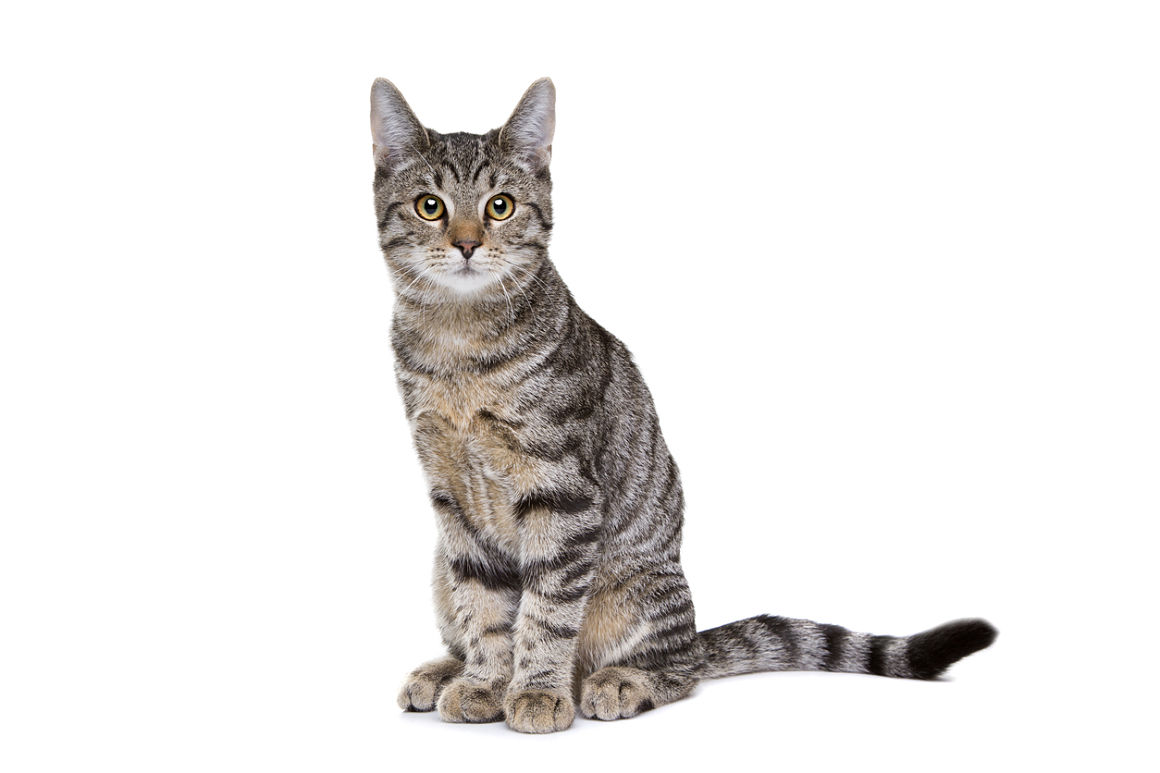 gatto-magro-2.jpg