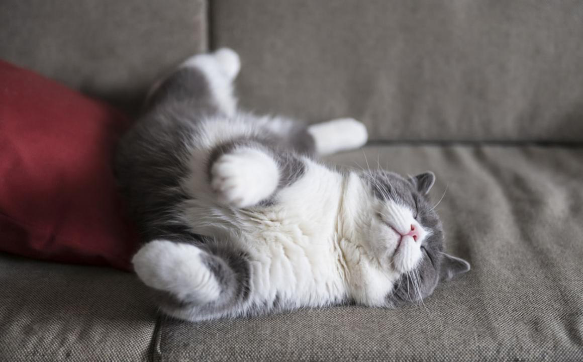 Mi gato ronca, &iquest;por qu&eacute;?