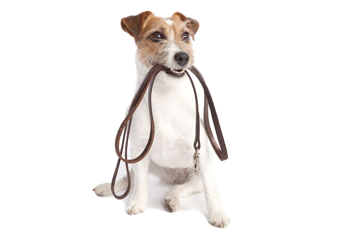 constipation-chez-le-chien-2.jpg