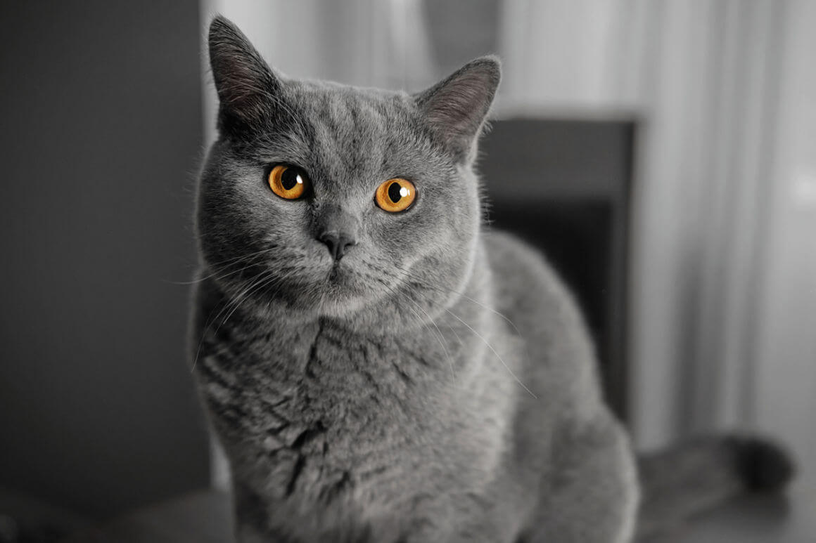 crocchette-per-gatti-sterilizzati-2.jpg