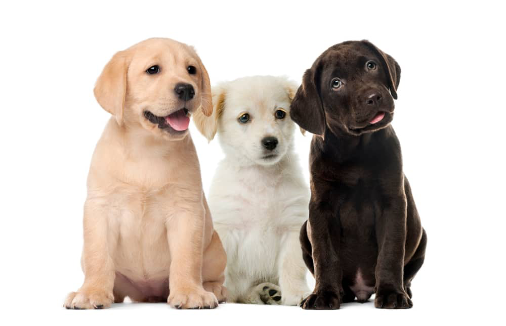 k&ouml;peklerde-parvovir&uuml;s-002.jpg