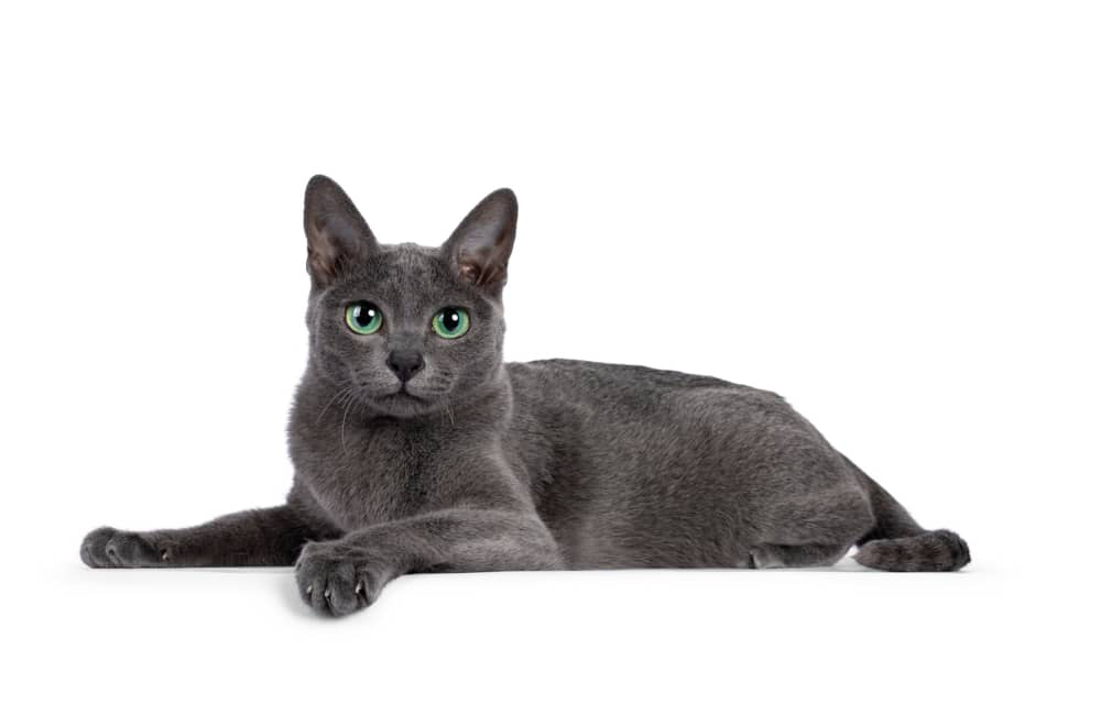 en-que-consiste-el-flutd-en-gatos-01.jpg