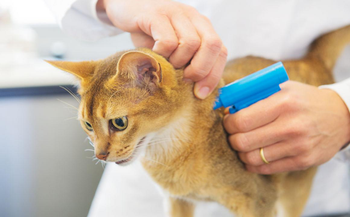 Les avantages d'une puce electronique pour chat et types