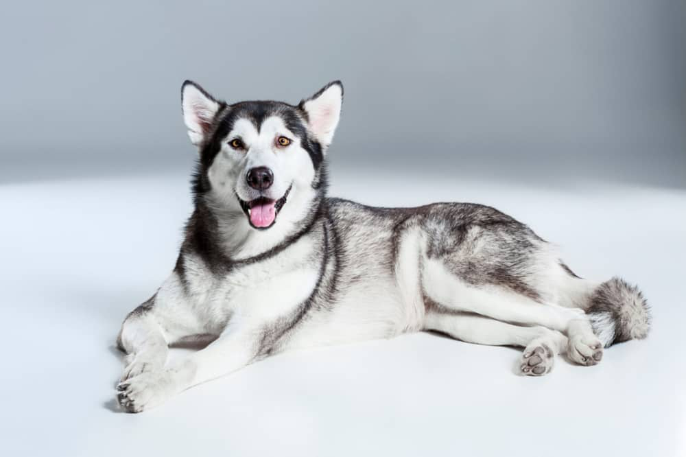 alaskan-malamute-003.jpg