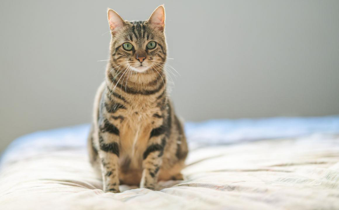 &iquest;Cu&aacute;ndo es tu gato adulto y c&oacute;mo debes cuidarlo?