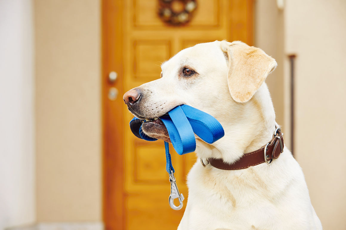 castrare-il-cane-2.jpg