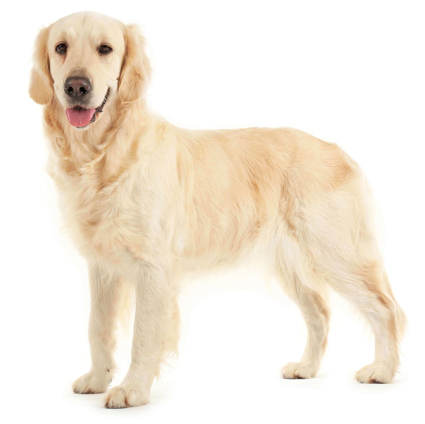 arthrose-du-chien-2.jpg