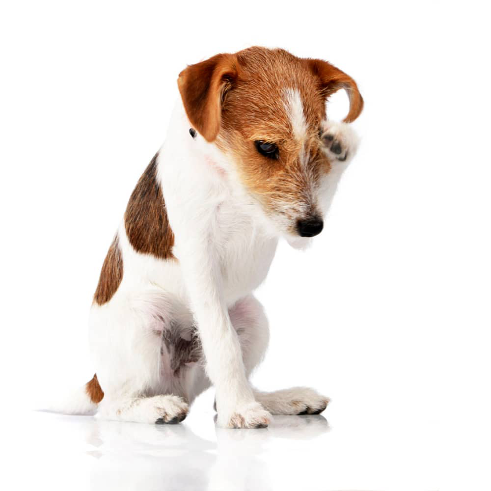 k&ouml;pek-g&ouml;z-enfeksiyonu-003.jpg