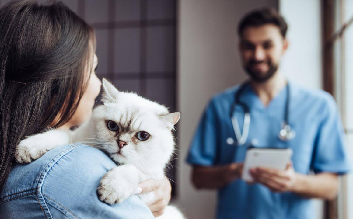 Techniques pour d&eacute;tecter si un chat est sourd