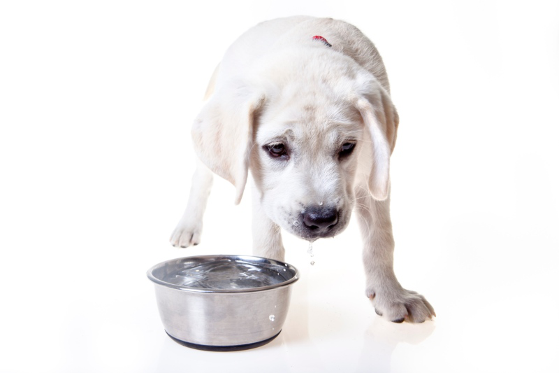 Colpo di calore nei cani: sintomi e come prevenirlo