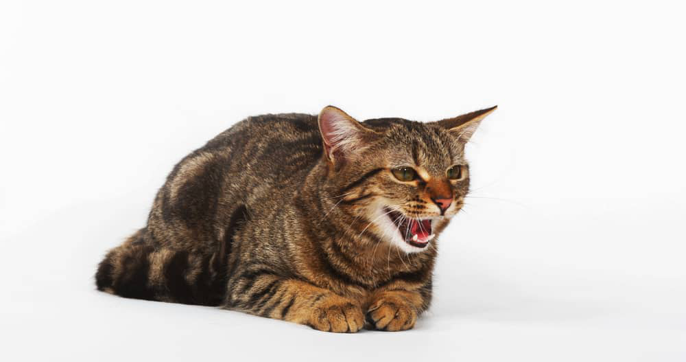 les-chats-pleurent-ils-002.jpg