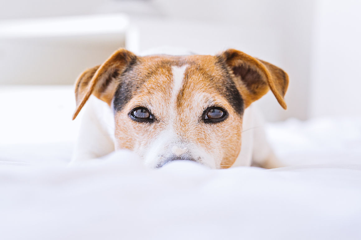conjonctivite-chiens-2.jpg