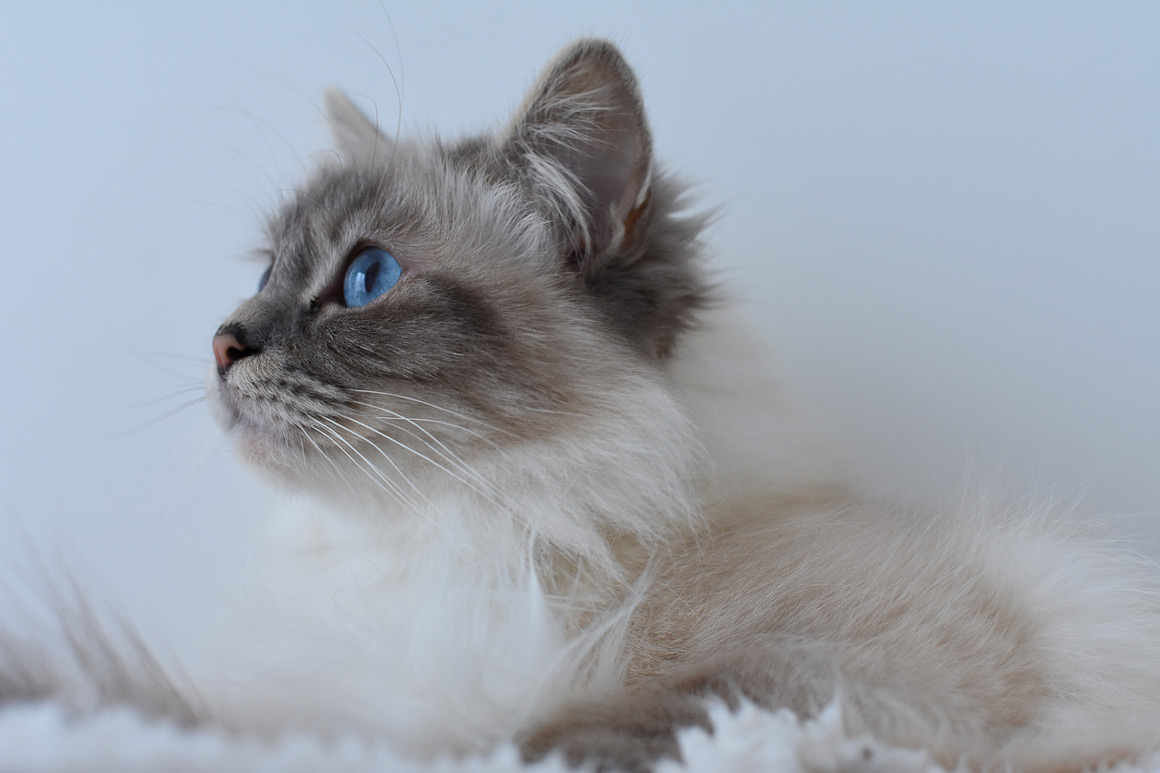 mi-gato-vomita-sangre-2.jpg