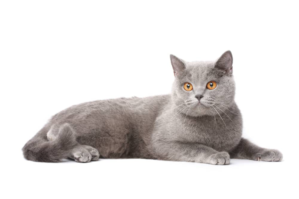 estrenimiento-en-gatos-01.jpg
