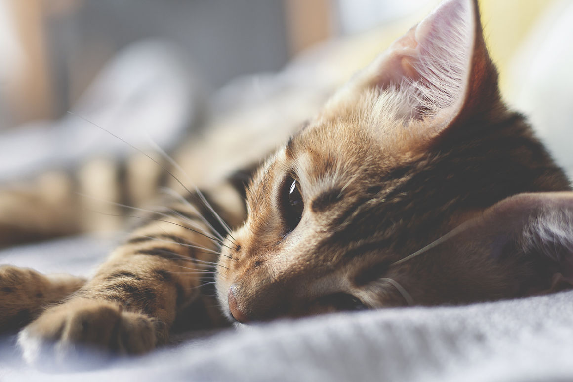wat-mogen-katten-niet-eten-002.jpg