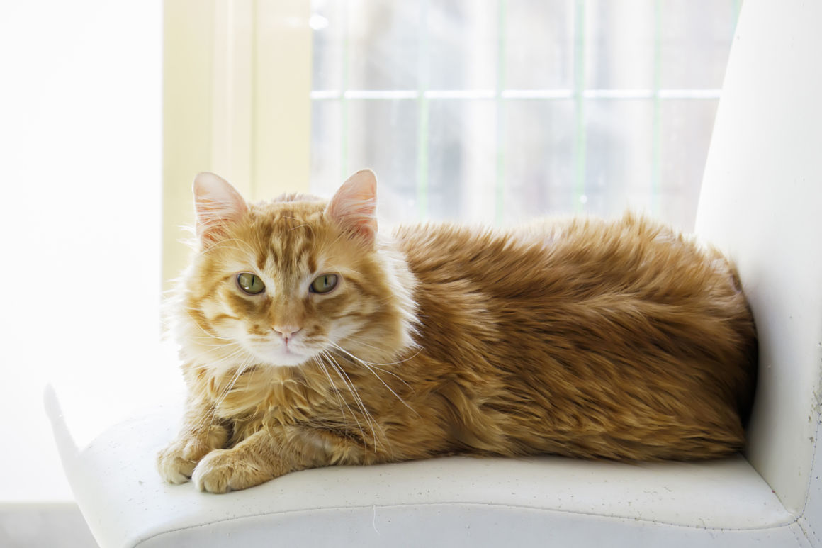 mi-gato-se-arranca-el-pelo-2.jpg
