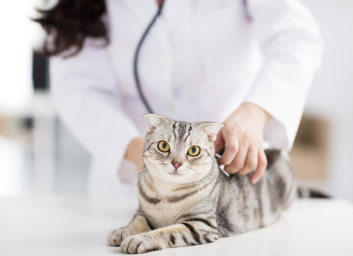 neumonia_en_gatos_2.jpg