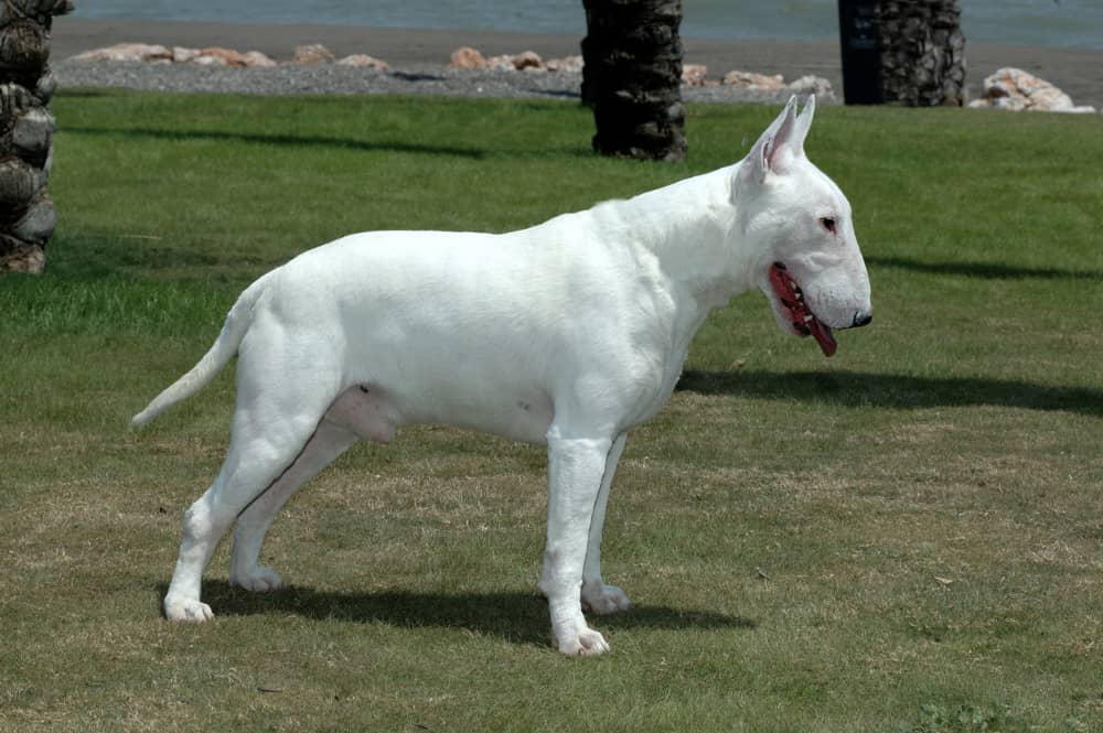 tumore-della-pelle-cane-003.jpg