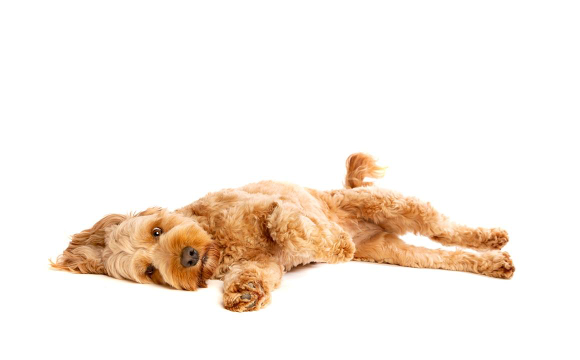 Tipos de hernia en perros, s&iacute;ntomas y tratamiento