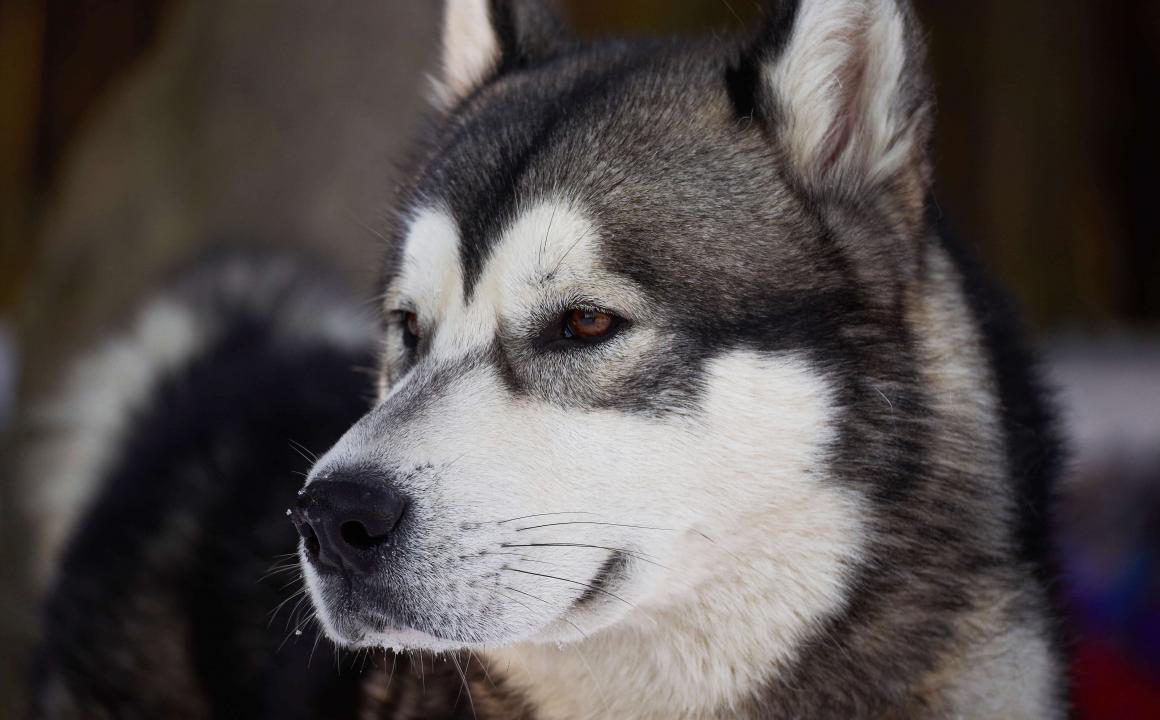 Husky Siberiano