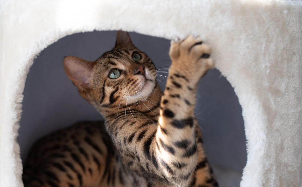 C&oacute;mo dormir a un gato por la noche