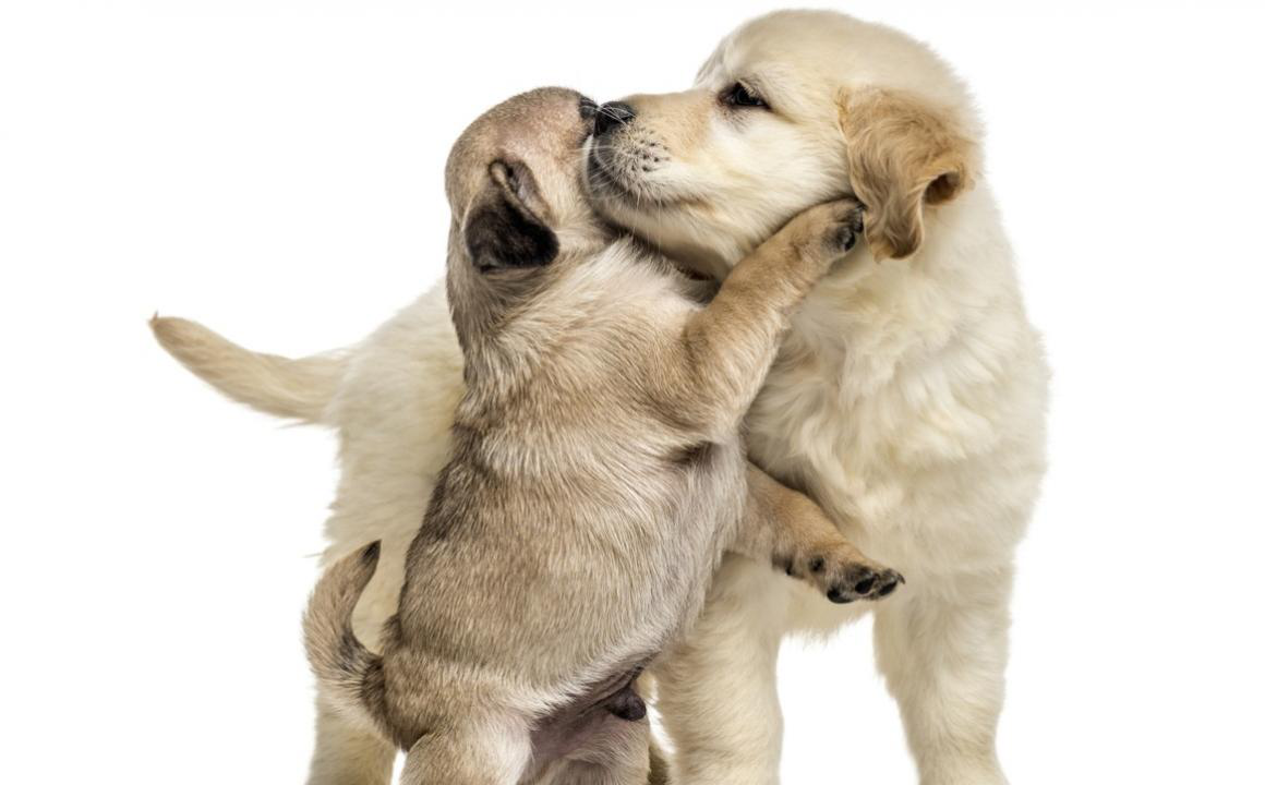 &iquest;A qu&eacute; edad cambian los dientes los perros?