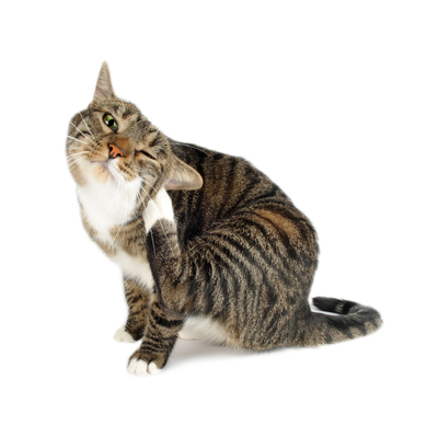 S&iacute;ntomas de la alergia en gatos