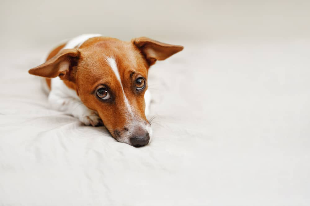 perro-depresion-002.jpg