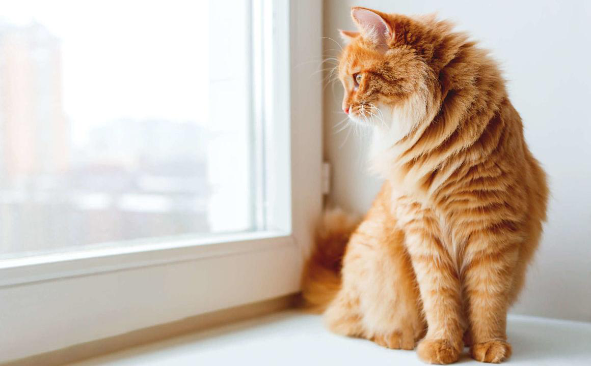 Estornudos en gatos: &iquest;ocasionales o persistentes?