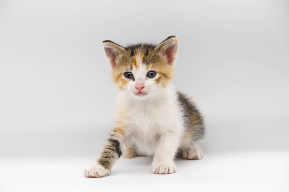 como-saber-gatito-macho-hembra-002.jpg