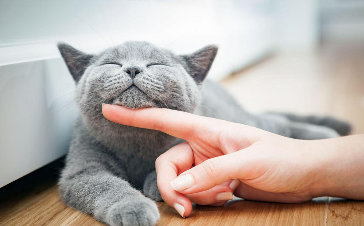 Ra&ccedil;&atilde;o Hipoalerg&eacute;nica para gatos. Quais os benef&iacute;cios?