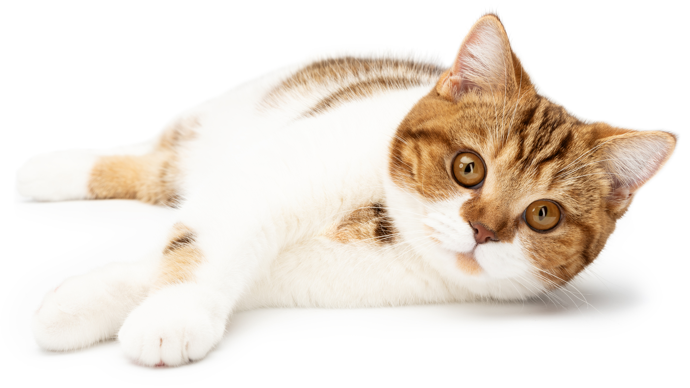 Insufficienza renale nei gatti giovani