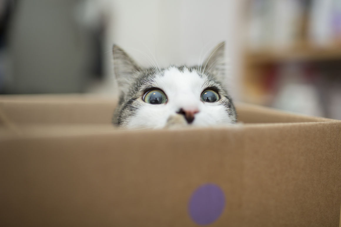 mudanza-con-gatos-2_0.jpg