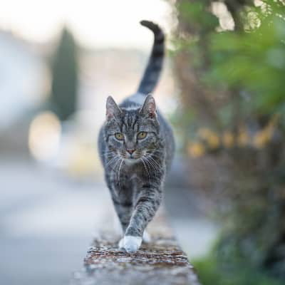 Do cats need to go for a walk?