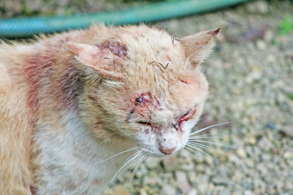 LA ROGNA DEMODETTICA NEL CANE E NEL GATTO: DIAGNOSI E CURA DELLA ROGNA ROSSA