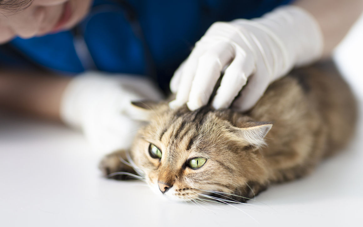 acaros-orejas-gatos-2.jpg