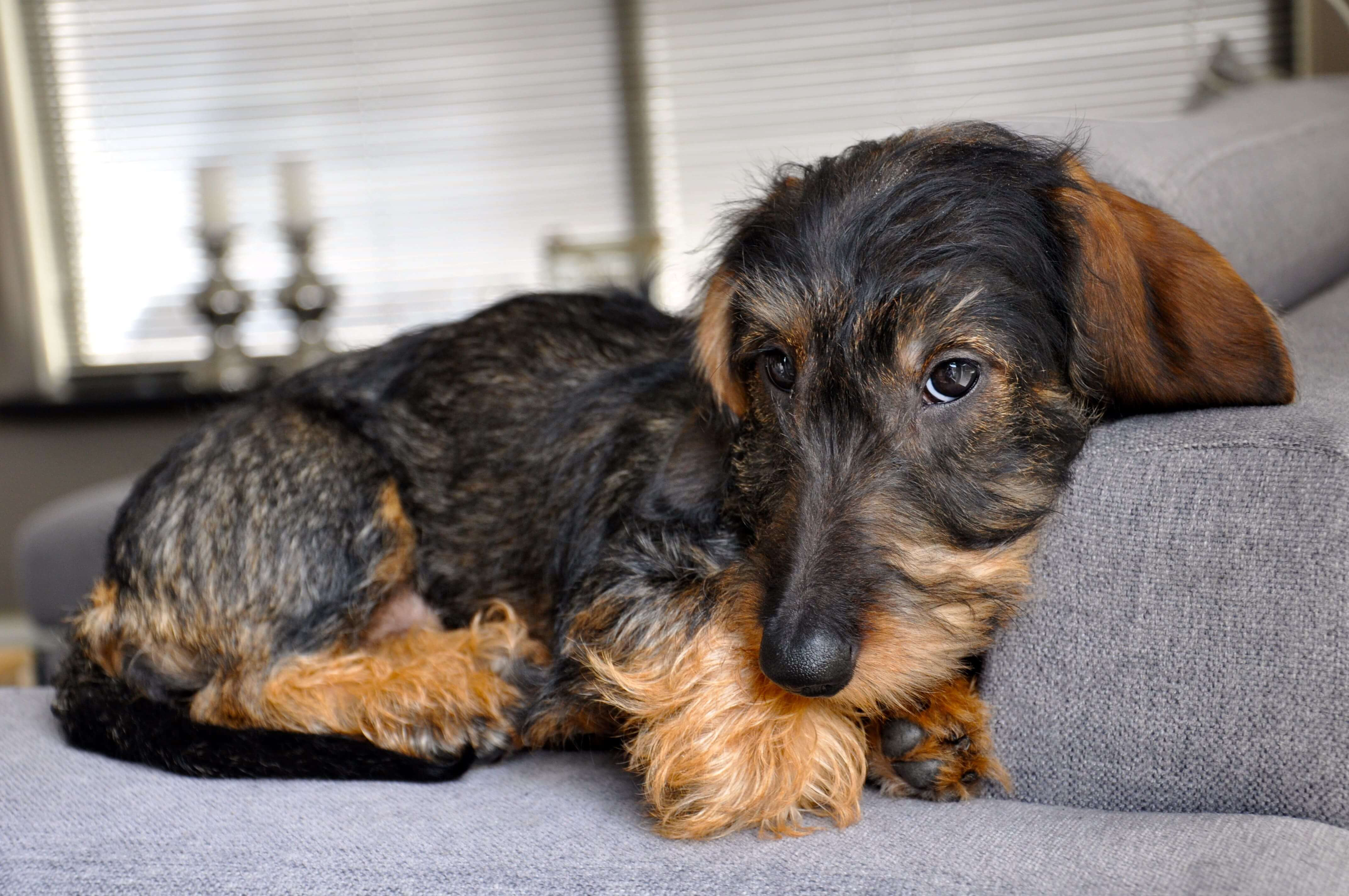 colite-chien-2.jpg