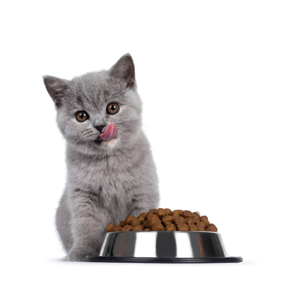 Coment-nourrir-chaton-1-mois-003.jpg