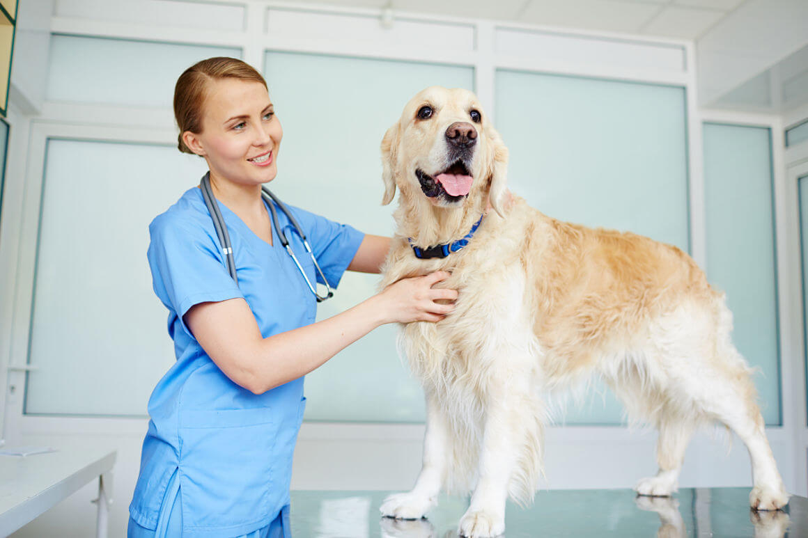 hond-plast-veel_2.jpg