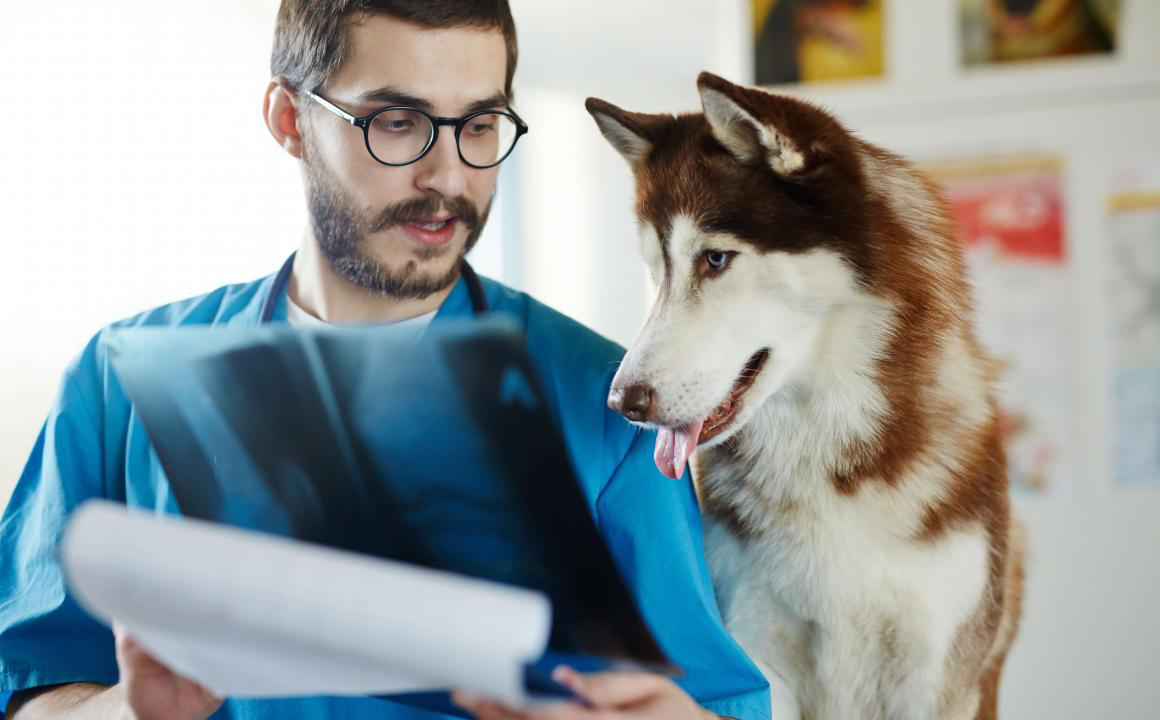 Come prevenire le malattie ossee e i dolori articolari nel cane