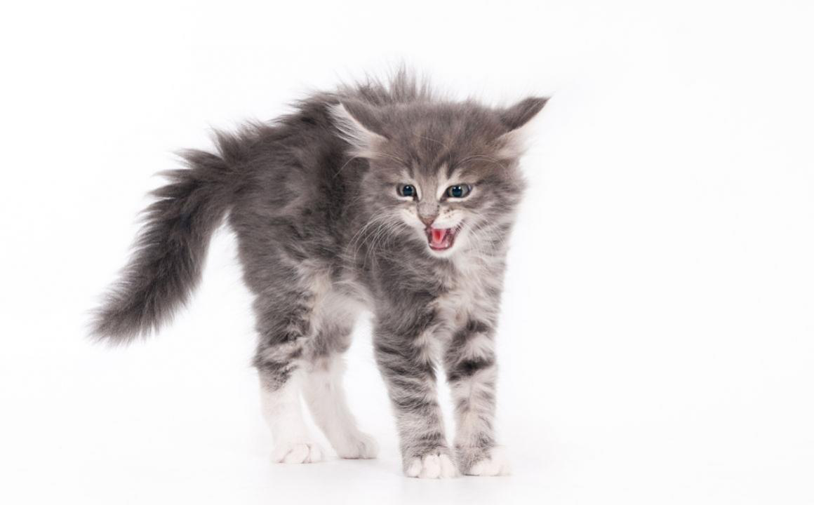 &iquest;Por qu&eacute; motivos puedes ver a tu gato erizado?