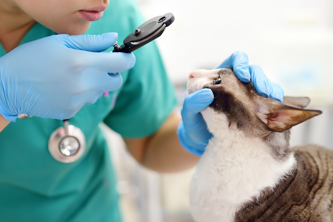 epilepsie-chat-2.jpg