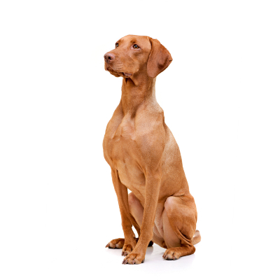 DERMATITIS SEBORREICA EN PERROS