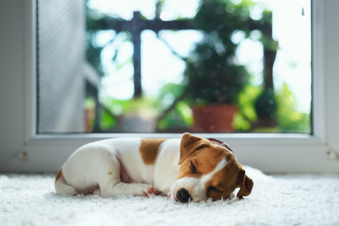 mi-perr-duerme-mucho_2.jpg