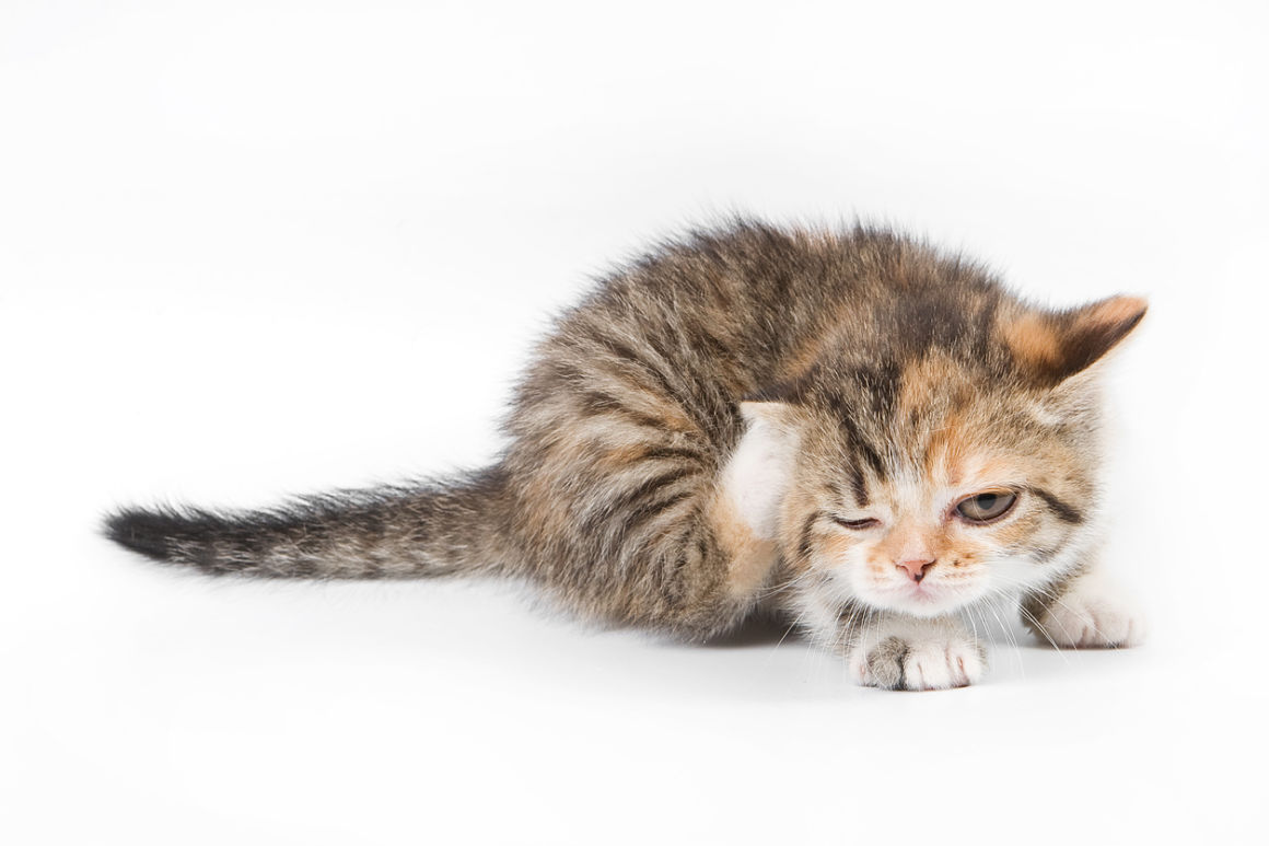 pulgas-en-gatos-pequenos-2_0.jpg