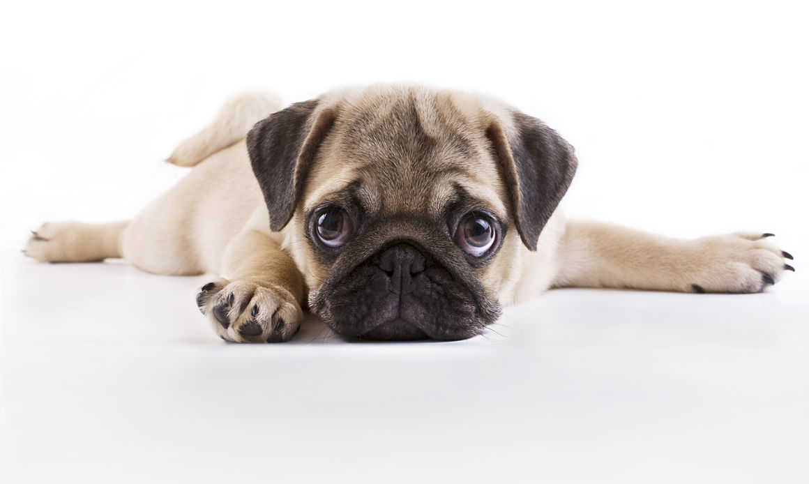 mon-chiot-ne-veut-pas-se-promener-2.jpg