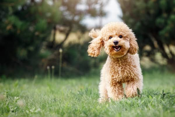 Glaires dans les selles du chien, quelles solutions ?