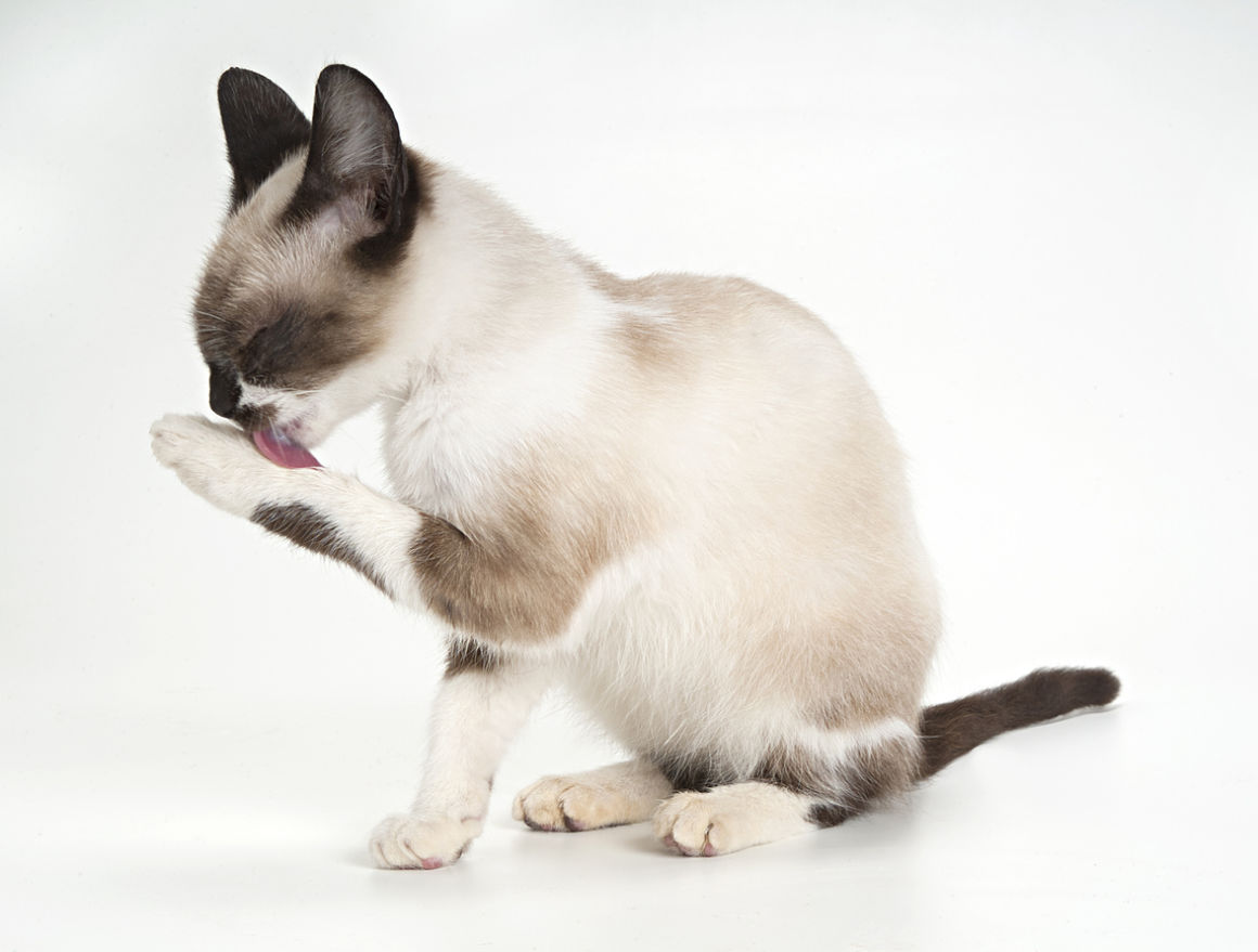 abces-kat-002.jpg