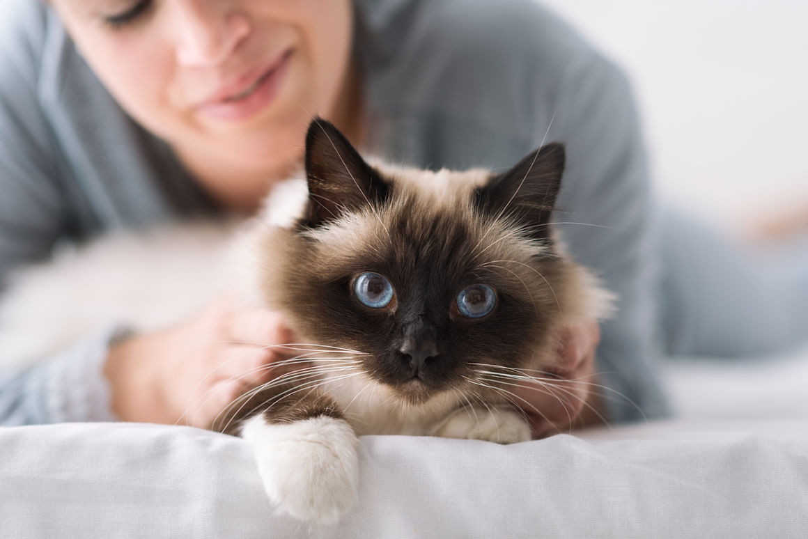 conjonctivite-chez-le-chat-2.jpg