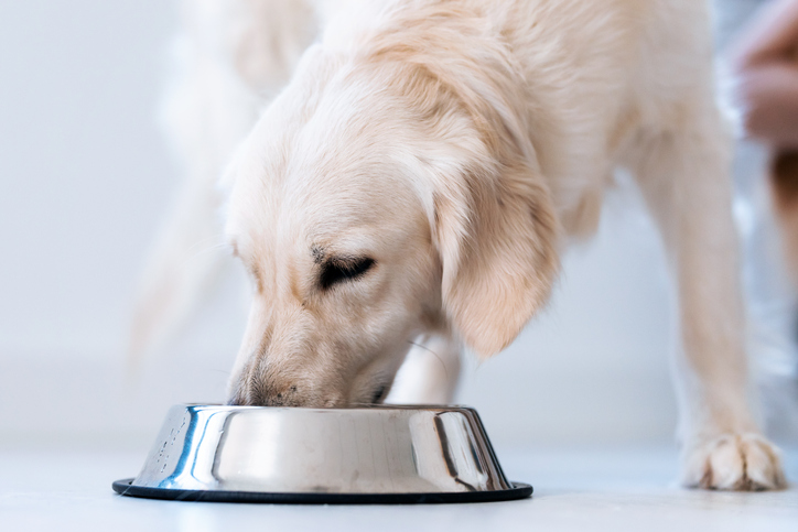 vitaminas-para-perro-2.jpg
